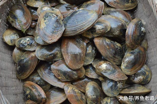 這種小原生魚的繁殖方法很奇特，飼養它們還要在魚缸里養河蚌！