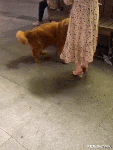 女孩随手摸了下路边的金毛，却被狗狗抱腿赖上了，汪：你摊上事了