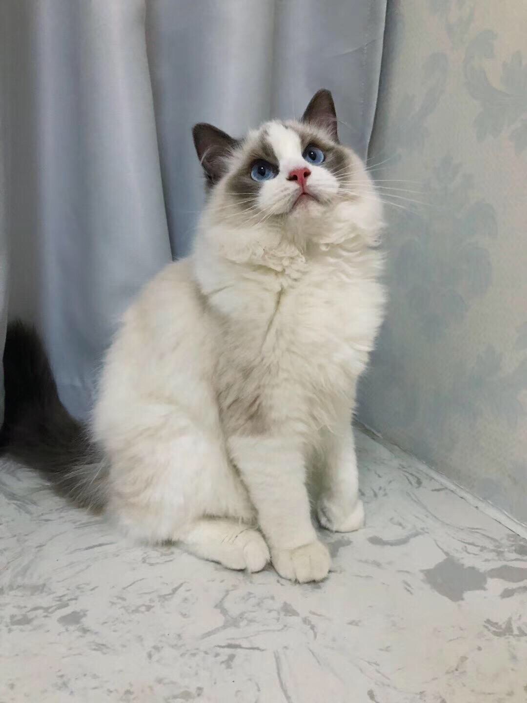 布偶猫晚上也“跑酷”？铲屎官被折腾难以入眠，肯定是这里你没做对！