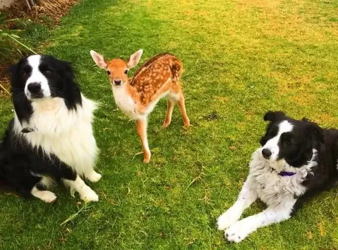 暖心狗狗不但让三条腿小鹿重新站立，还让它变得很有自信！