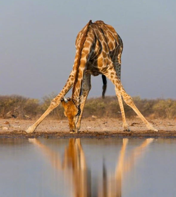 躺下就起不来，喝水都要劈叉，最悲剧尴尬的动物了解一下！