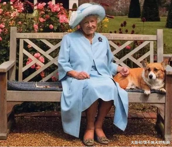 柯基犬除了威尔士的两种外，还有第三种，你知道吗？