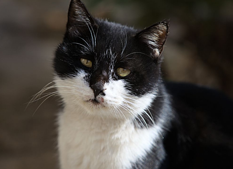 主人对猫咪做了这几件事，他们会变得乖巧！