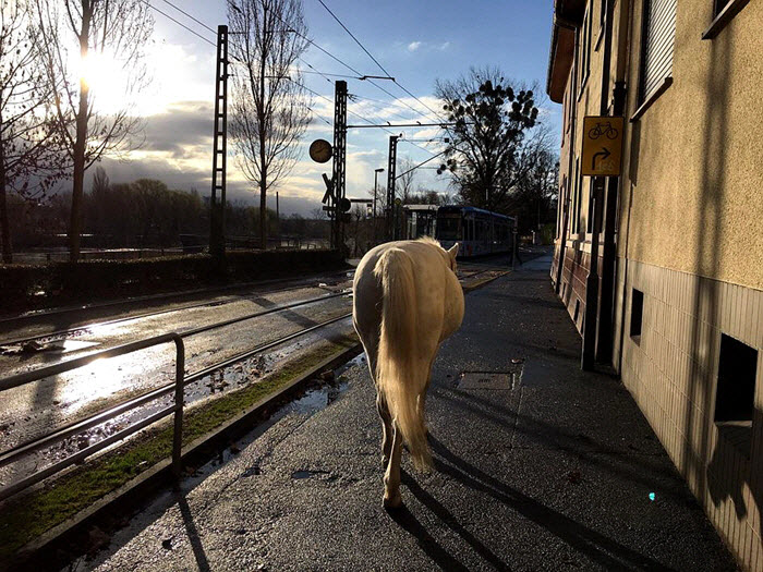 德国一匹白马独自在市区散步14年，当地居民早已习惯
