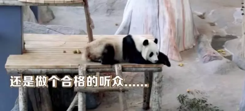 芬兰动物园唱中文歌为熊猫过中秋？实为……