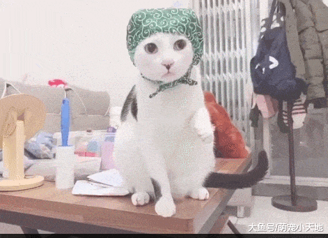 偷东西被当场抓到不敢动的猫大盗, 眼珠左右一直看, 模样超逗趣