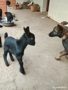 德牧当上了“教官”，结果却被小羊抢走风头，果然初生羊群不怕犬