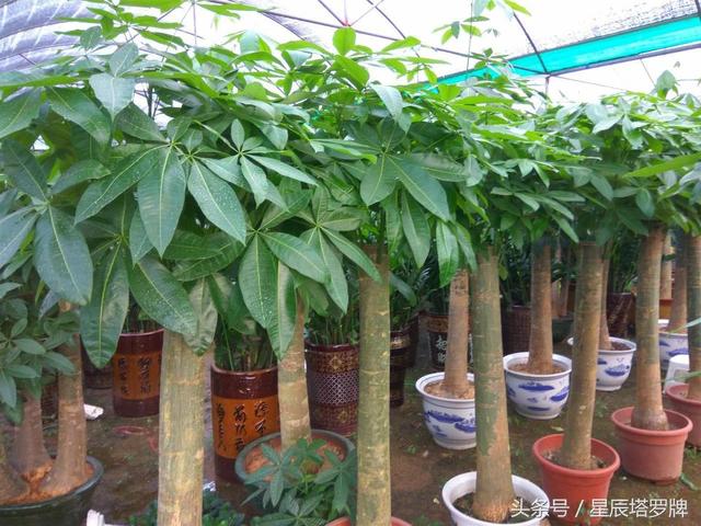 发财树在家这样摆，才能旺财旺宅，一旺旺10年，有钱人都这样摆！