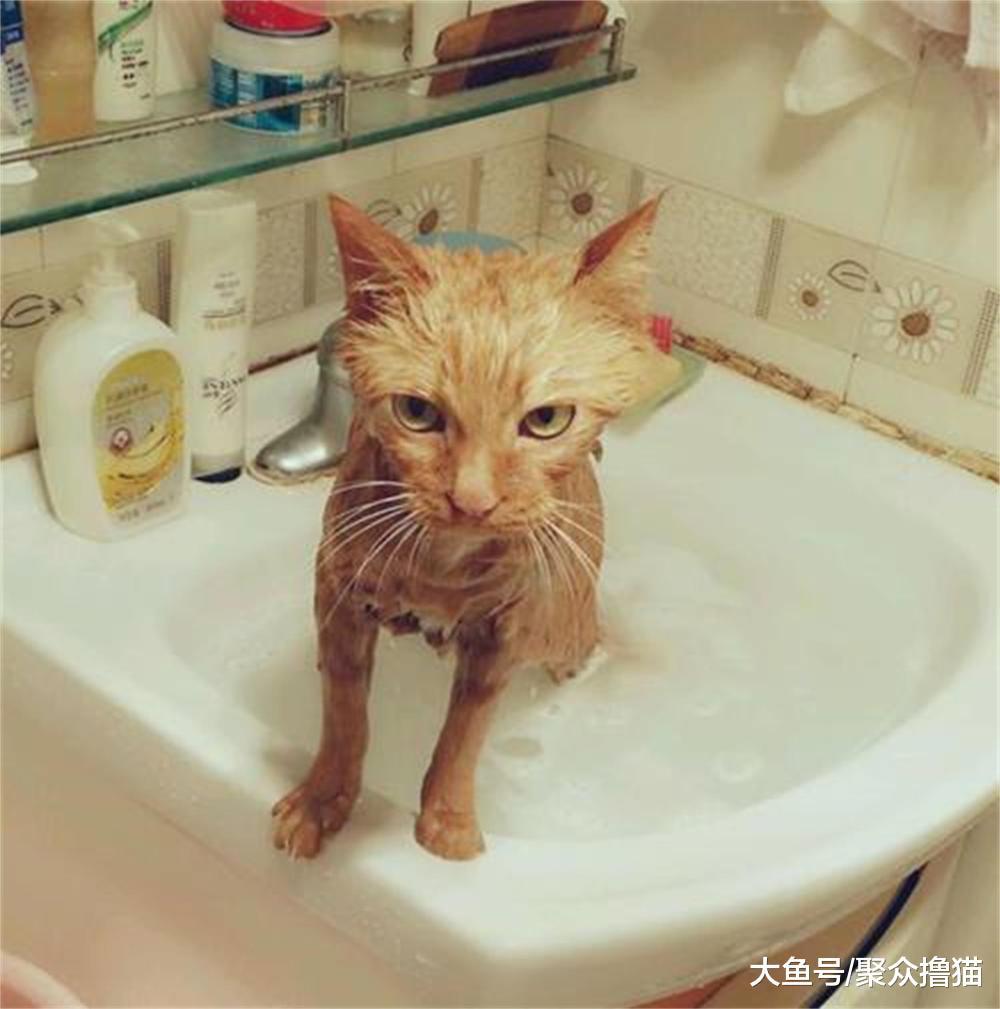 狗爱洗澡, 现在知道为什么猫咪不爱洗了, 原来洗完后大变样了