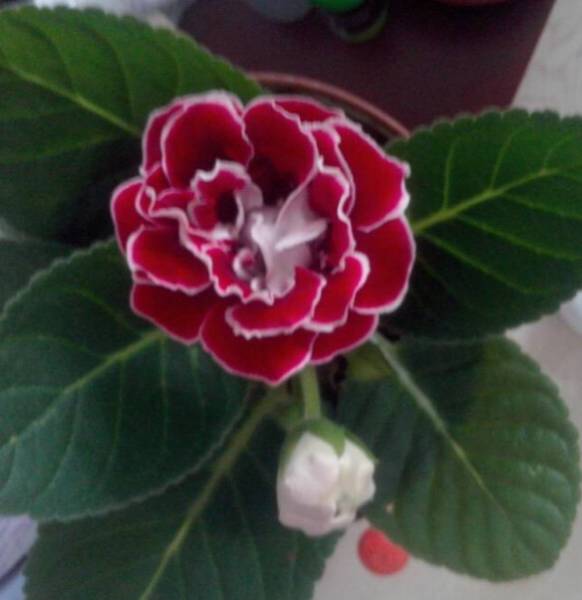 大岩桐都有哪些病虫害？防治方法这里知道来看看吧