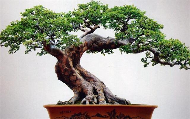 盆景树木种植方式，挖取的老桩关键要点，野外的好素材