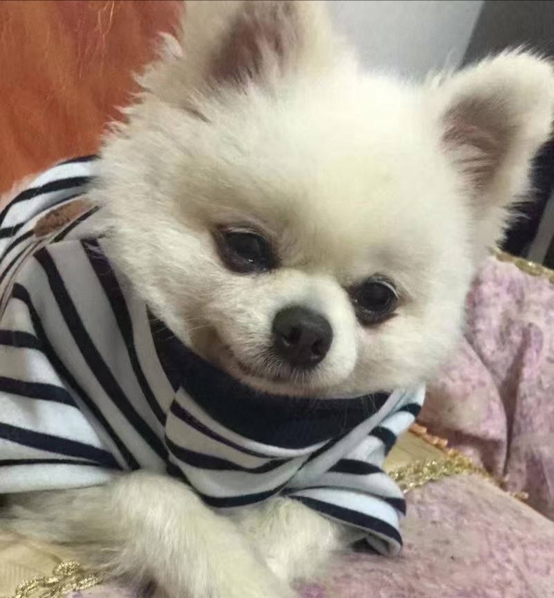 当我砍柴的时候，小狗竟然捕回来一只兔子