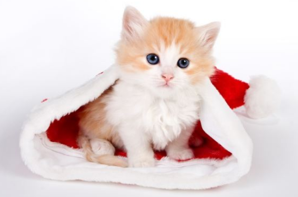 你买过星期猫么？你知道什么是星期猫吗？不知道的话我带你去了解下吧！