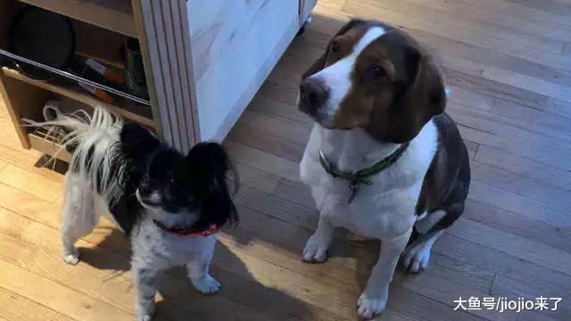 警方接到報警電話卻沒人說話，趕到后萬萬沒想到報警的竟是兩只狗