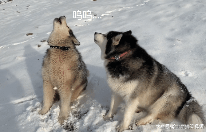 主人带“胖儿子”去玩雪，它们却暴露了本性，在呼唤同伴吗？