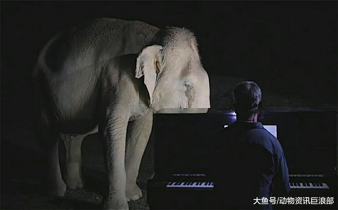 钢琴家与失明老象成挚友 一首曲子让大象眼眶湿润