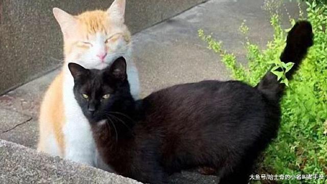 ?路边想搭讪漂亮的白猫，没想到它的黑男友赶来护驾，失败！