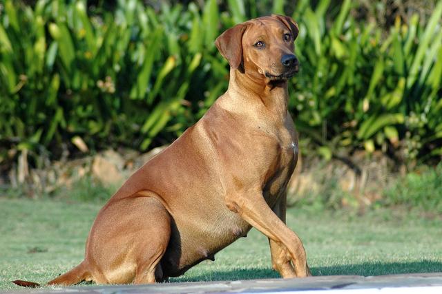 狗狗意外怀孕怎么办？主人如何帮狗狗进行堕胎？可以药物流产吗？