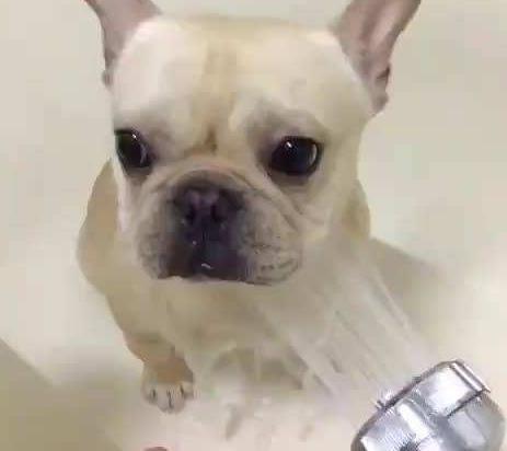 史上最臭的5大狗狗，谁养谁崩溃，隔着屏幕都闻到！