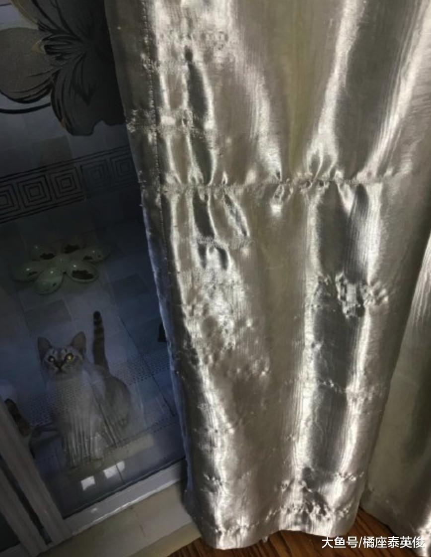 铲屎的! 我给你设计了一个新款流苏沙发, 你看看我手艺怎么样?
