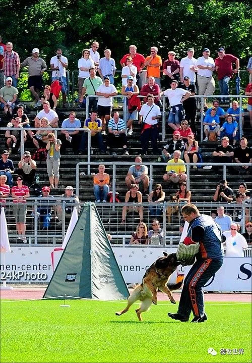 德牧传奇 狼王VA1威嘎斯VA1 Vegas du Haut Mansard