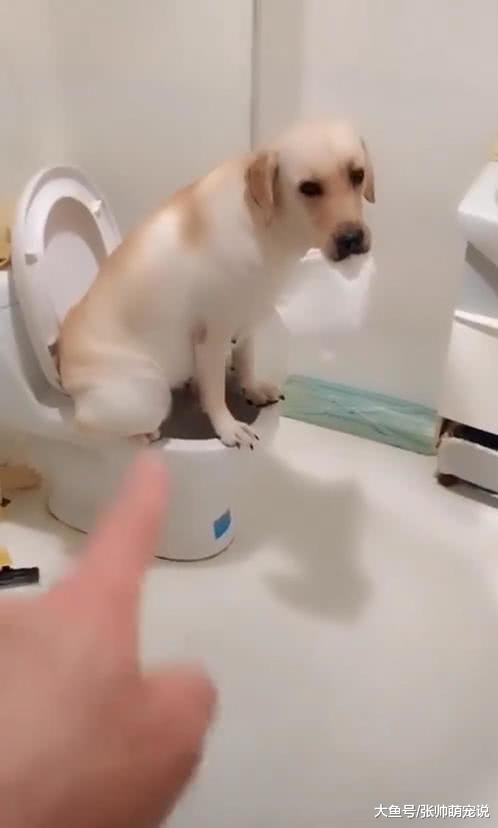 半夜上厕所发现灯还亮着，打开一看直接傻眼，网友：简直成精了！