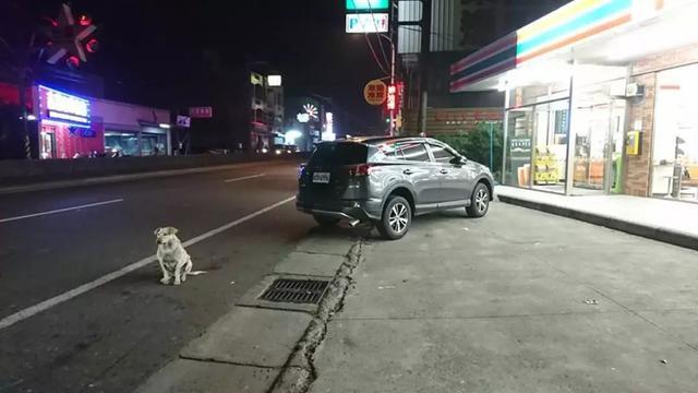 它在馬路追車尋主人，車禍后不得不安樂死，主人卻說：隨便吧