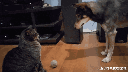 同时拥有猫和狗是什么体验？主人：你俩能不能少打一天