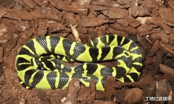 毒蛇：中国十大无毒蛇