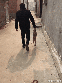 小黄彻夜未归，父亲大早出去找狗：像极了小时候网吧里的我