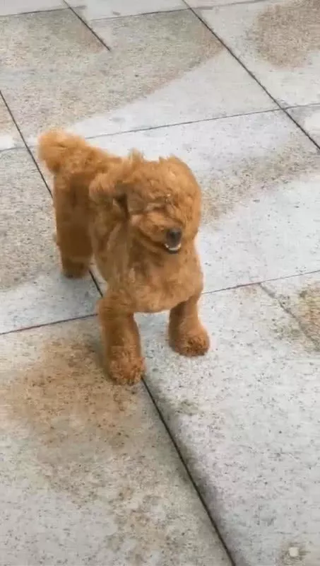 外面刮大风，泰迪非要出门玩，刚一出门后，狗主人忍不住笑喷