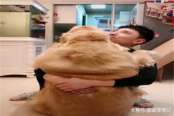 網友陪120斤的金毛玩耍，結果撒嬌要主人抱，還以為自己是小奶狗
