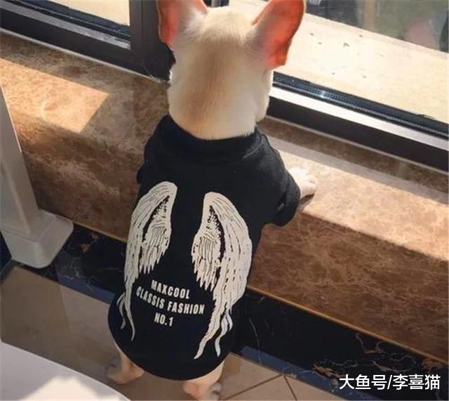 主人出差时仅给宠物留食物并无法解决问题，细说你未知的四点危害