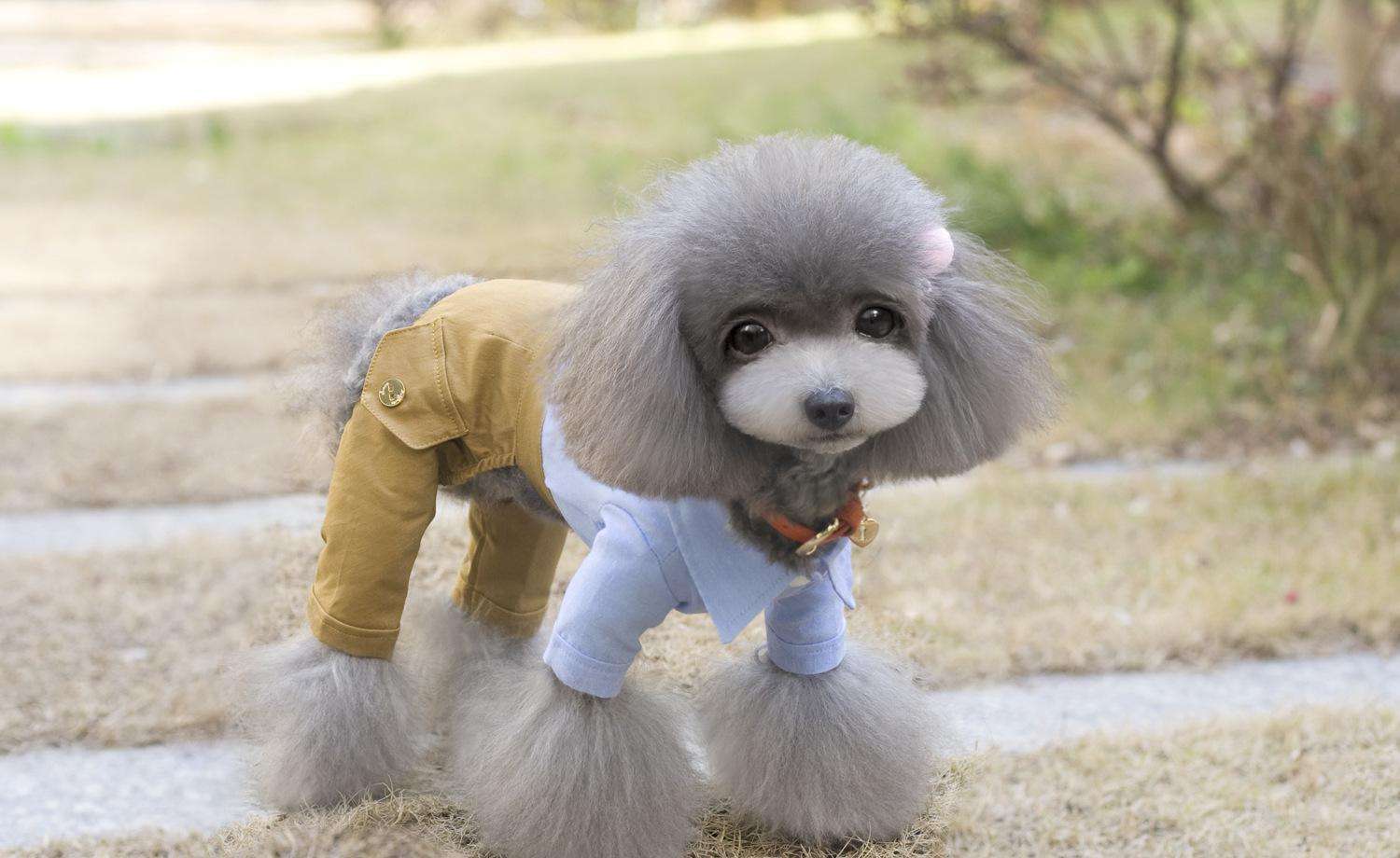 狗狗断尾是何来由？不断为又会怎样？别再犯傻了！