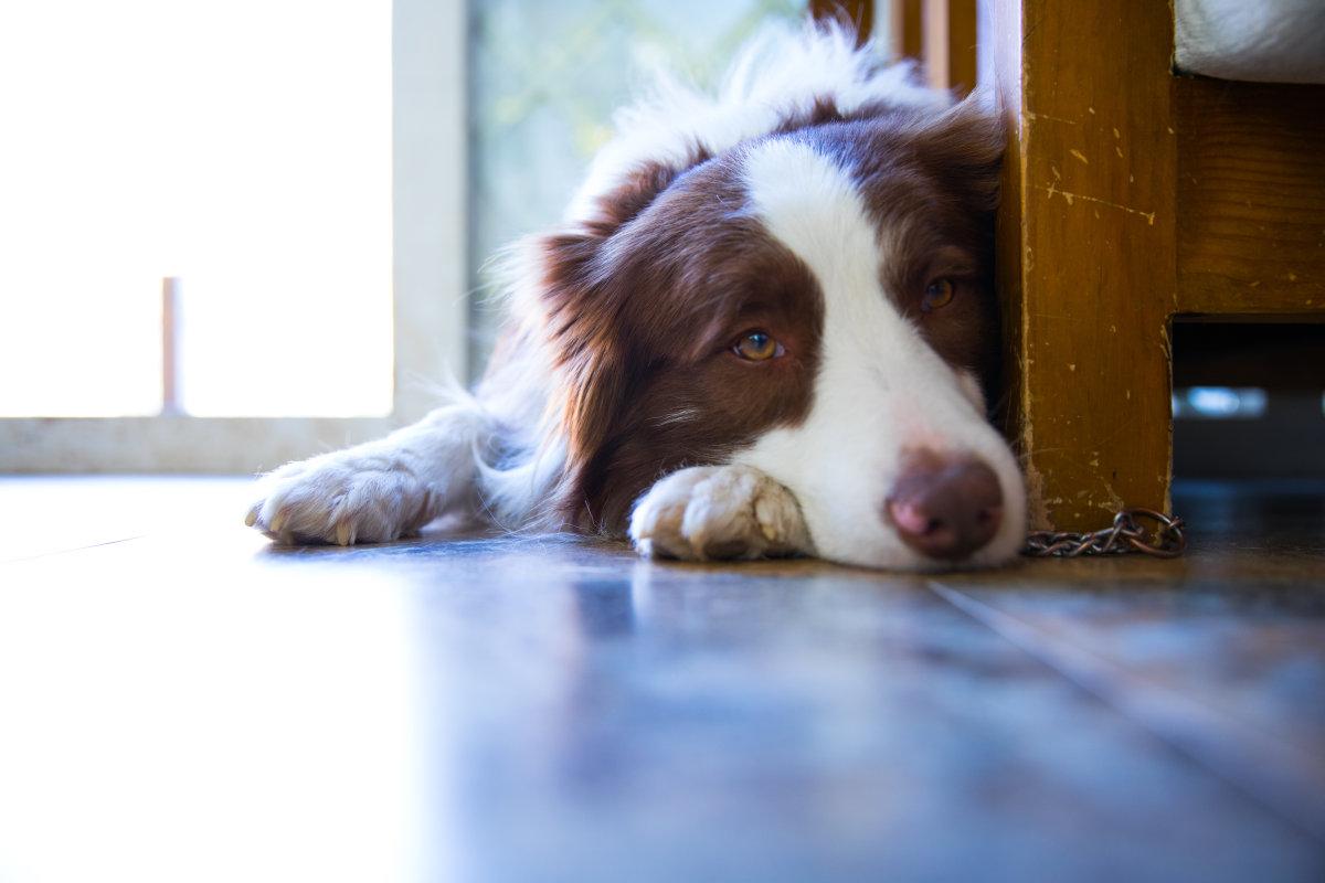 身为铲屎官的你, 知道给狗狗喂食时, 有哪几个注意事项吗?
