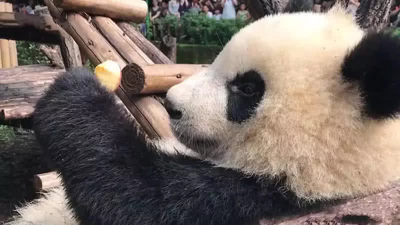 这只头上有呆毛的熊猫火了，熊猫：我头上有WiFi，我身后有尾巴