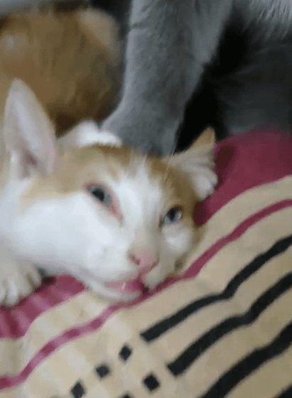 主人带回家一只小橘猫，家里的大猫发飙，小橘猫当场被爆锤