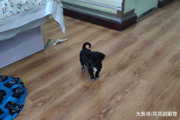 网友发现小狗咬自己，给它脖子里带了个“项圈”，咬不到了