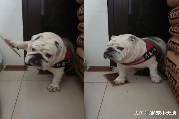 英斗偷吃饲料，不小心踩到黏鼠板，无奈地挥舞小手等待求救