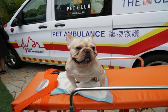 香港推出宠物急救车, 为宠物提供夜间急救服务, 其实我们早就有了