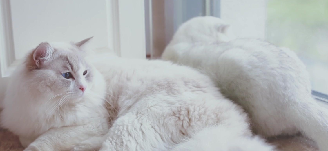 萌喵图鉴：有颜有钱性格还好 萌喵界的“绝世暖男”布偶猫