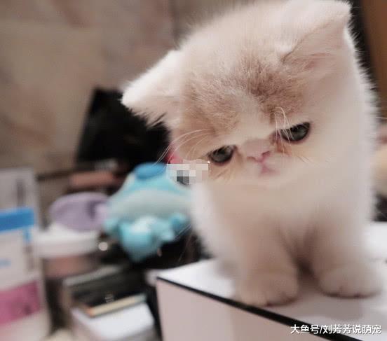 母亲去世半月后，程晓玥养了一只猫，九字感慨充满心酸