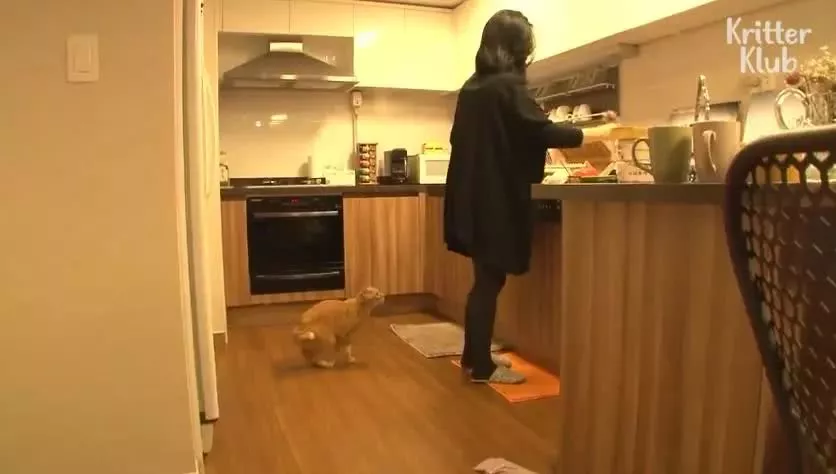 因为爱，这只橘猫爆瘦成一道闪电