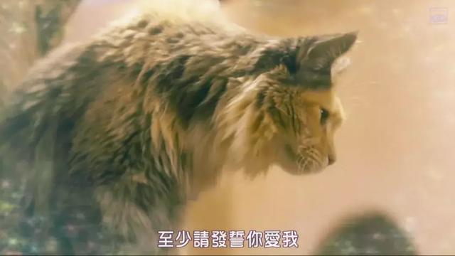 我虽然长得很凶，但我爱猫啊！