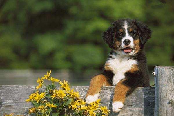 13种大耳朵狗，再给你一次机会你会选择这些“扫地僧”吗？