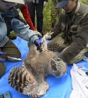 世界上最大的猫头鹰，足足有成年人高，却因捕杀如今可遇不可求