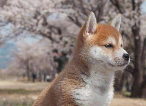 柴犬長大了還很粘人，最愛趴在主人身上睡覺，小表情太萌了
