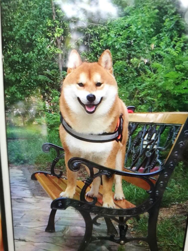 【宠物大学问】狗狗咳嗽怎么办