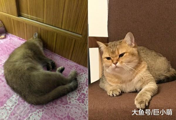 主人怀孕，猫咪自觉失宠一直躲着，后来看到宝宝哭还叼猫粮哄他