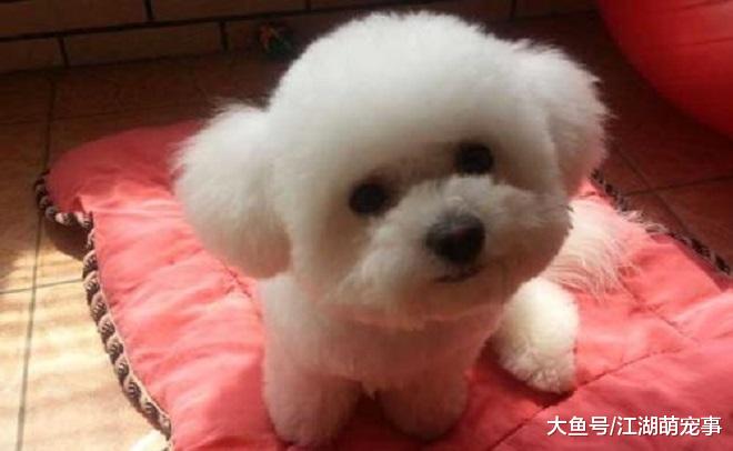 如果你想养比熊犬，那么劝你养一个公的